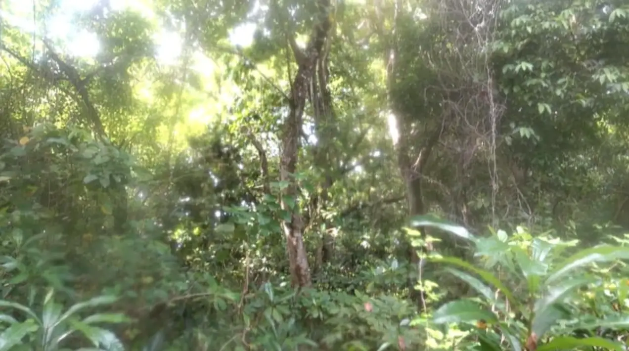 Jesus in the Jungle - 16 featured image