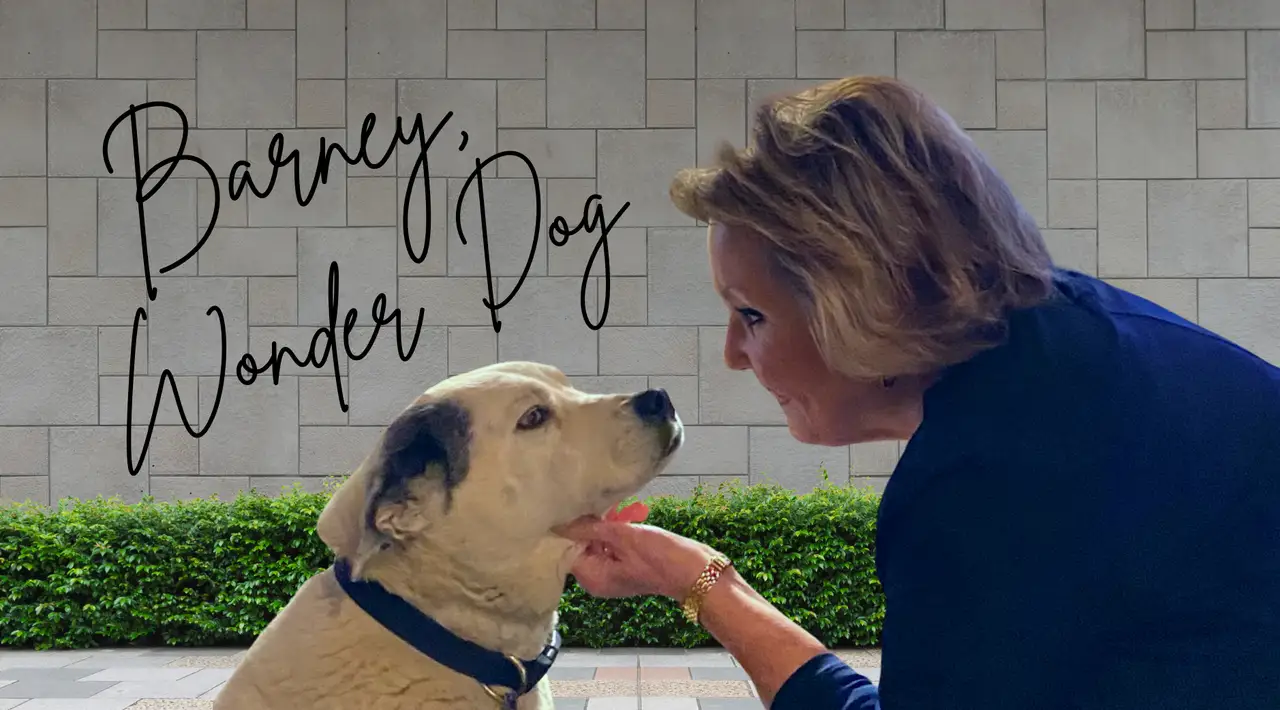 Barney, the Wonder Dog featured image