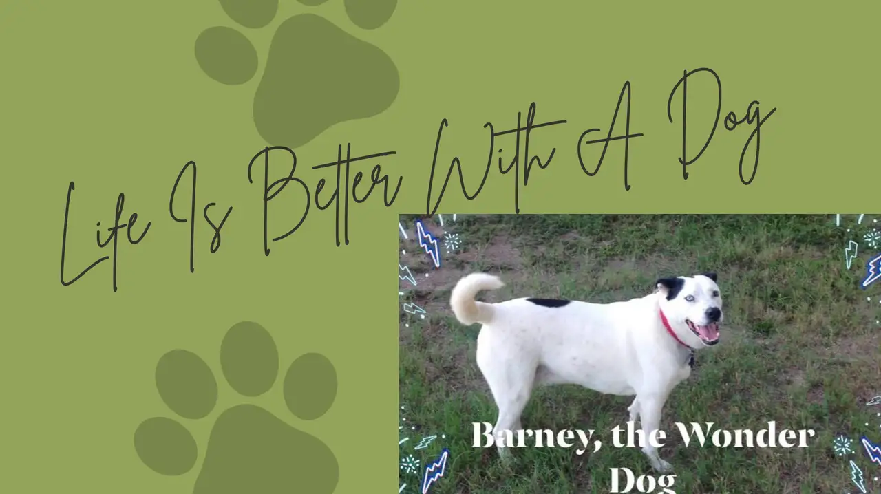 Life Is Better With A Dog featured image