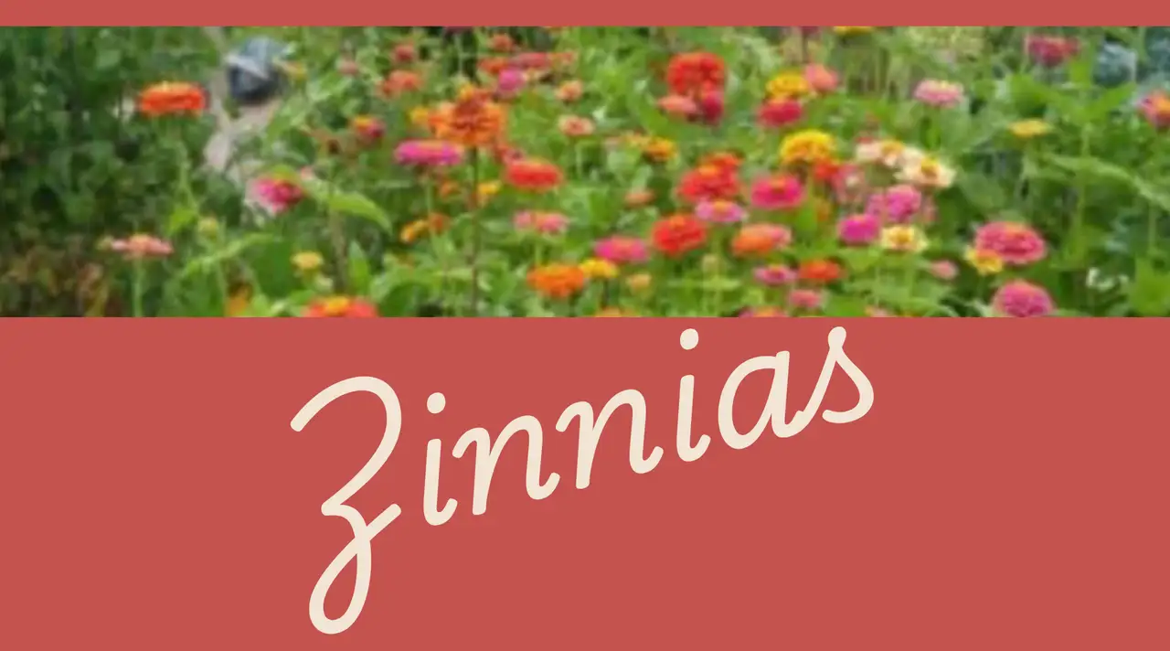 Zinnias featured image