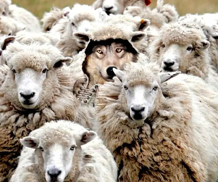 The shame will be on you, if they fool you again. featured image