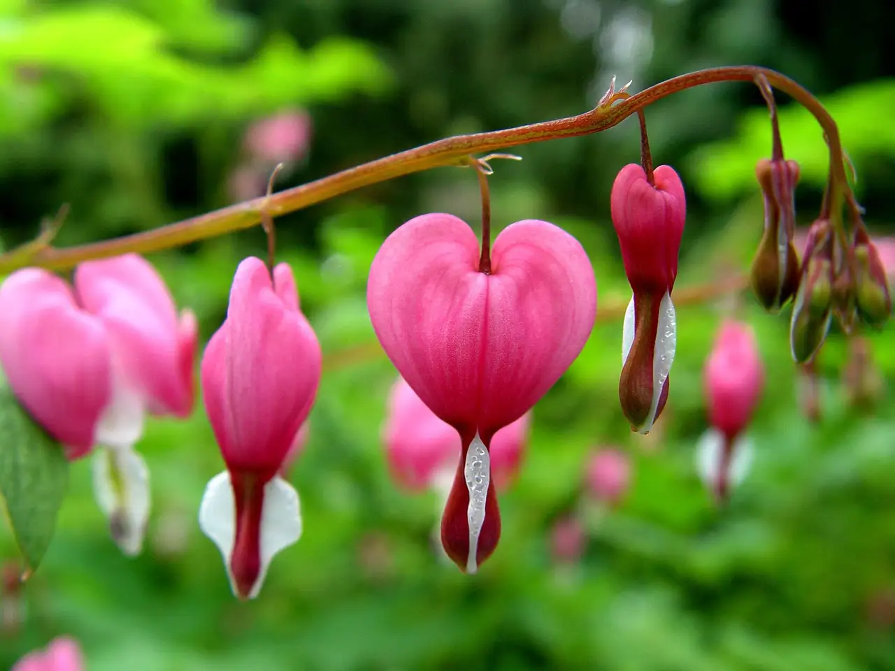A Trail of Hearts featured image